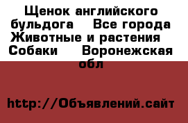 Щенок английского бульдога  - Все города Животные и растения » Собаки   . Воронежская обл.